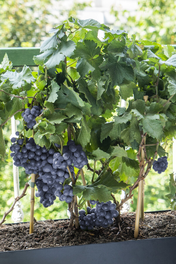 BIO Vitus Cépage Pinot Noir