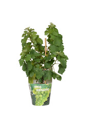 BIO Vitus Riesling
