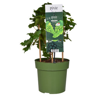 rhododendron online shop Southgate Radiance Rhododendron (Pot Size: 2 Gallon)