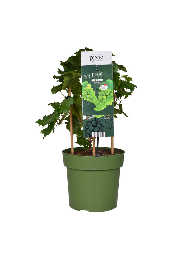 BIO Vitus Riesling