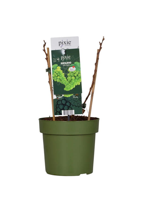 BIO Vitus Riesling