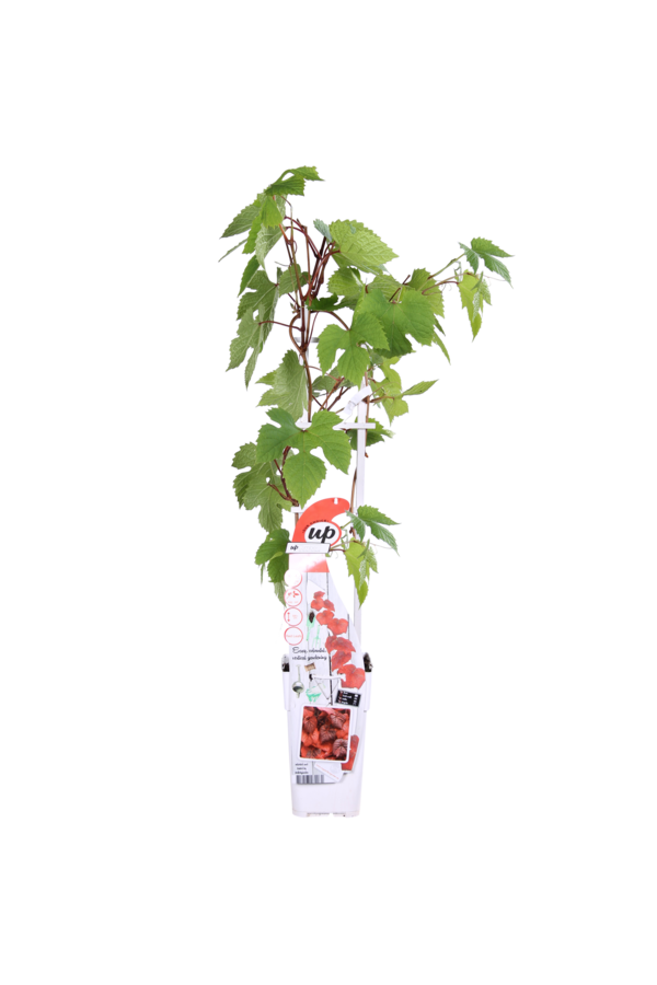 BIO Vitus Raisin Rouge Rudy