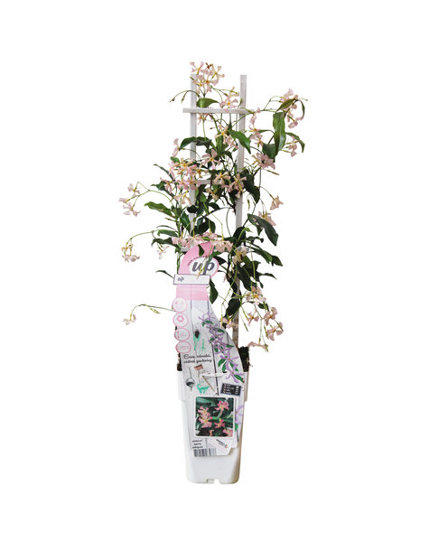 Jasmin de Toscane