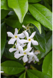 Jasmin de Toscane Étoile de Venise