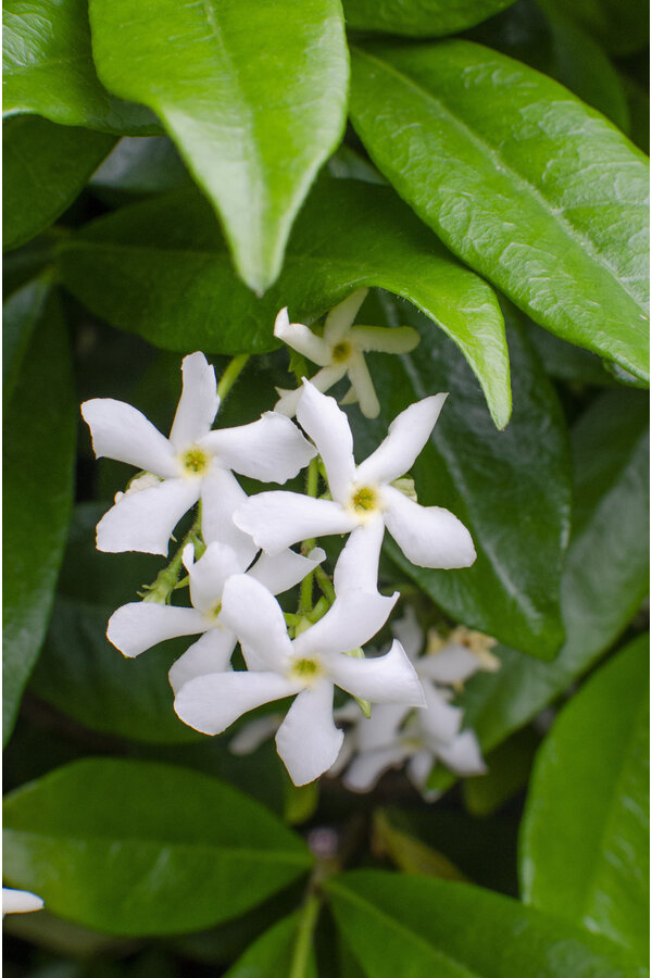 Jasmin de Toscane Étoile de Venise