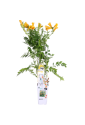 Fleur de trompette Trompette d'or