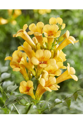 Fleur de trompette Trompette d'or