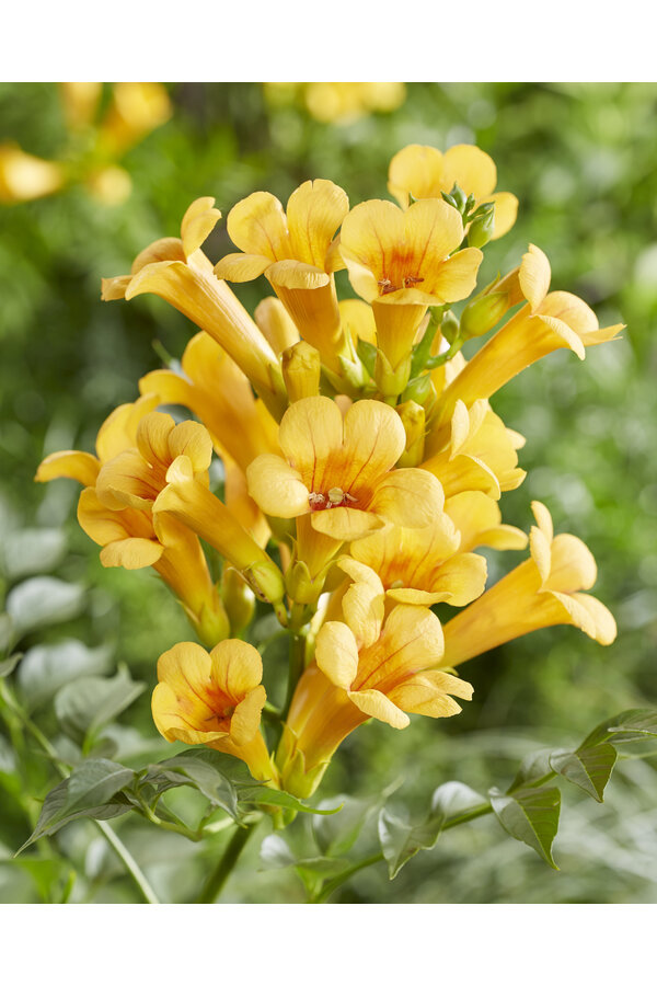 Fleur de trompette Trompette d'or