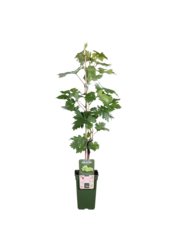 BIO Vitus Grape Lakemount