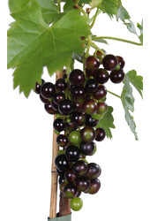 BIO Vitus Raisin Vénus