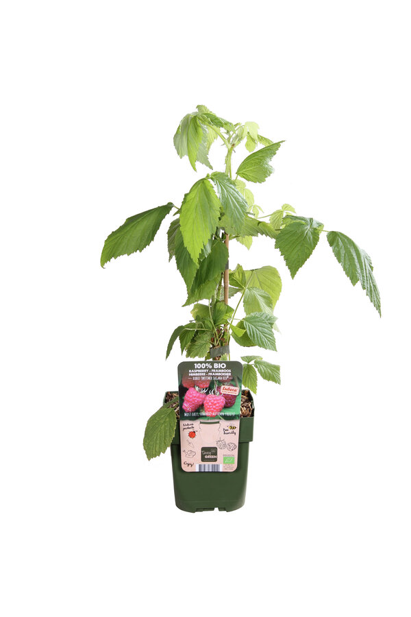 Framboise Twotimer Sugana Rouge