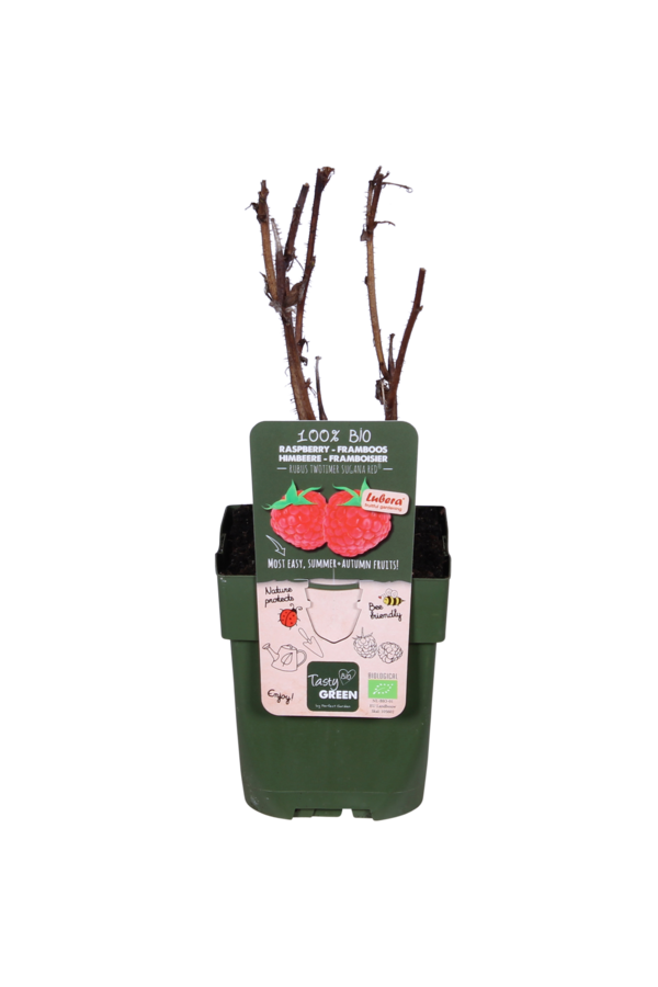 Framboise Twotimer Sugana Rouge