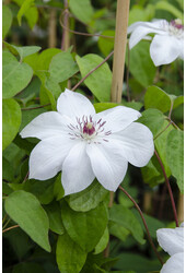 Clématite bécasse à grandes fleurs Miss Bateman