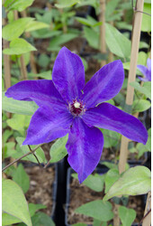 Clématite à grandes fleurs Vigne des bois Le président