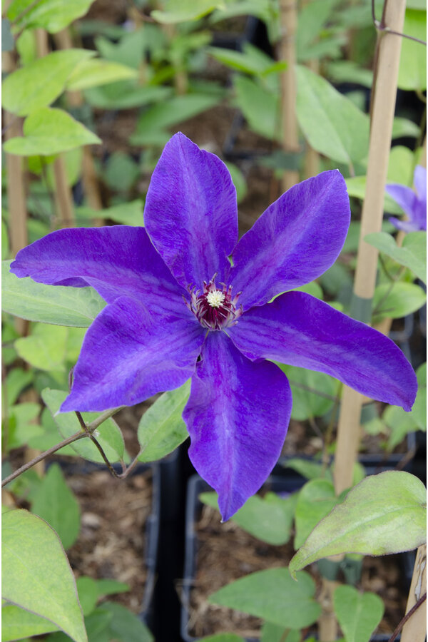 Clématite à grandes fleurs Vigne des bois Le président