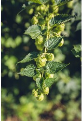 Hop Nordbrau