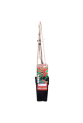 Lonicera Chèvrefeuille Dropmore Scarlet