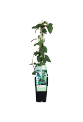 Lonicera Chèvrefeuille Halliana