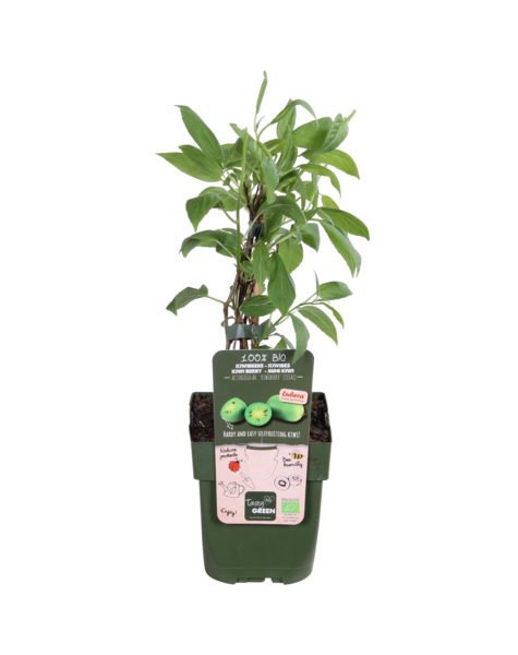 Plante de kiwi