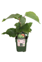 Plante de kiwi Jenny