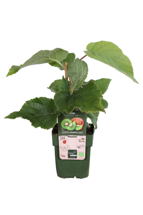 Plante de kiwi Jenny