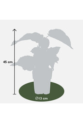 Plante de kiwi Jenny