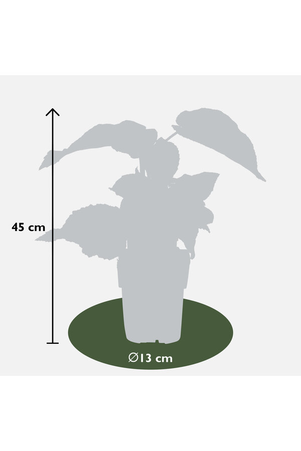 Plante de kiwi Jenny