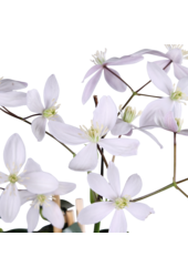 Clématite à petites fleurs Aspérule odorante Fleur de pommier