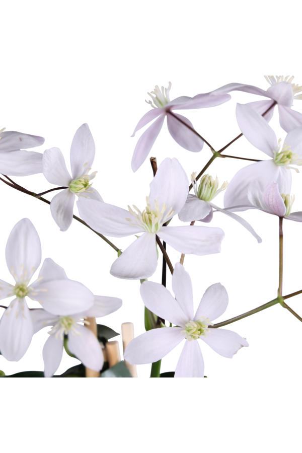 Clématite à petites fleurs Aspérule odorante Fleur de pommier