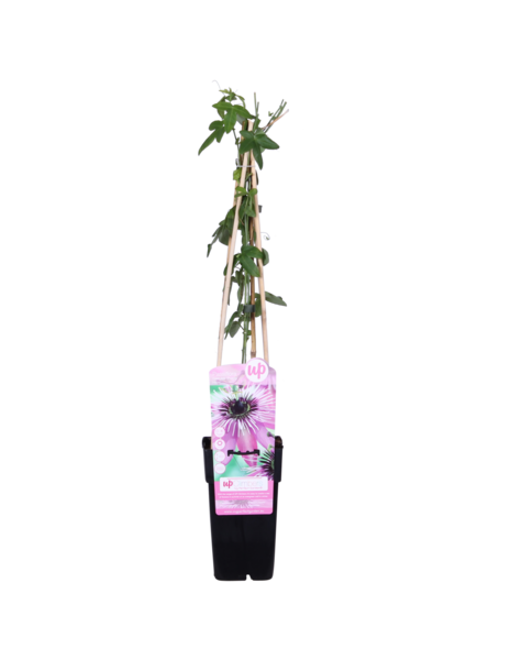 Plante grimpante Passiflore