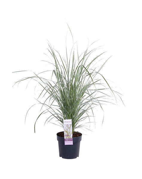 Plumeau de canne à paille