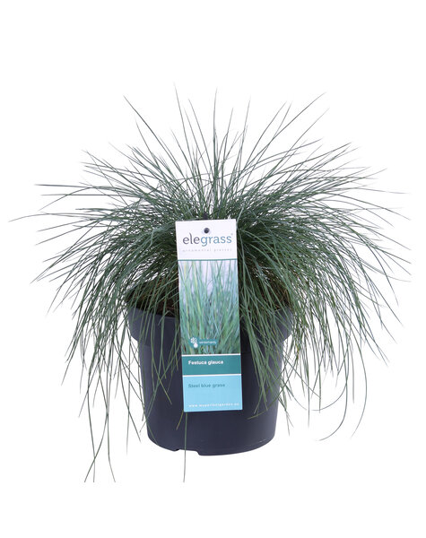 Festuca