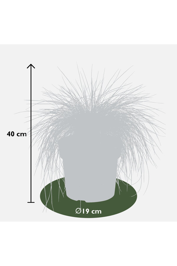 Festuca Fétuque bleue Azura Blue®