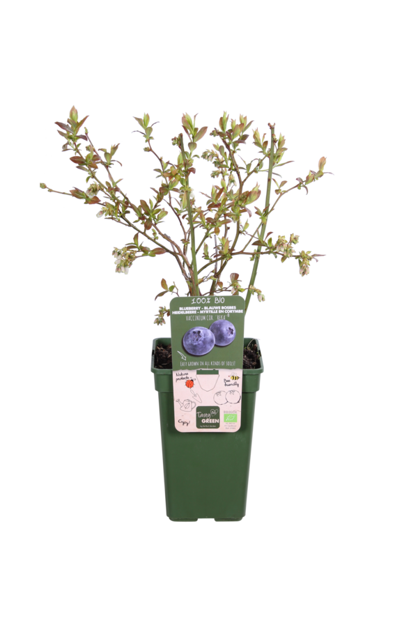 BIO Myrtille Vaccinium Reka