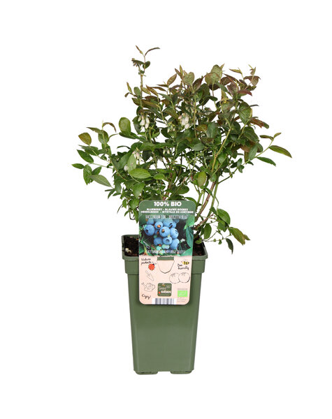 Myrtille