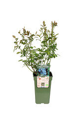 BIO Myrtille Vaccinium Brigitta Blue