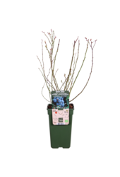 BIO Myrtille Vaccinium Brigitta Blue