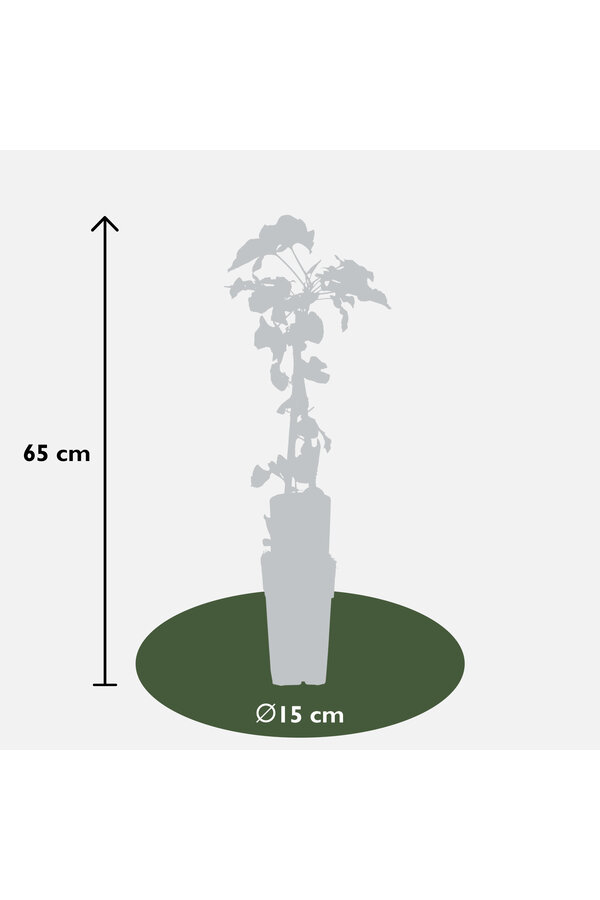 Voile de mariée Fallopia Baldschuanica
