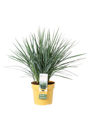 Dianella Coolvista