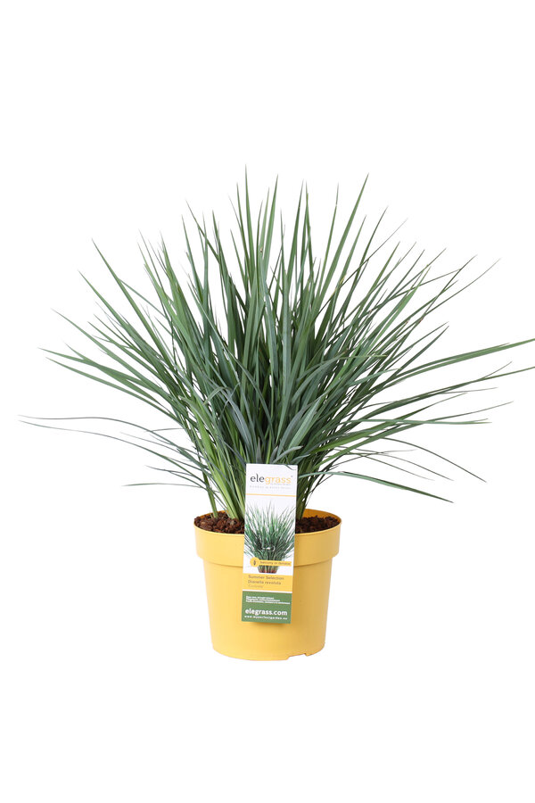 Dianella Coolvista