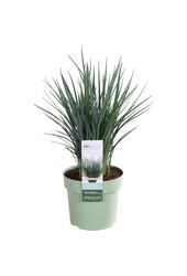 Dianella Coolvista