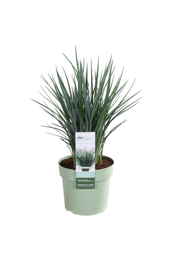 Dianella Coolvista