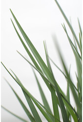 Dianella Coolvista