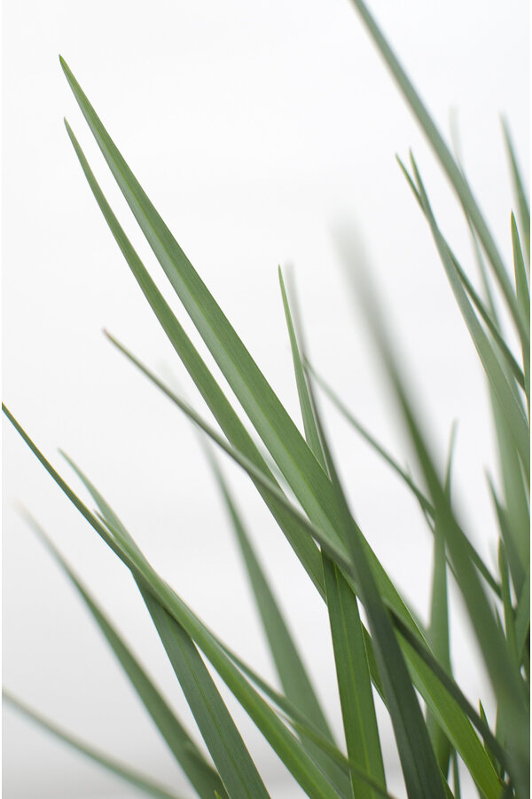 Dianella Coolvista