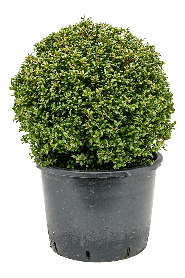 Ilex Crenata Convexa