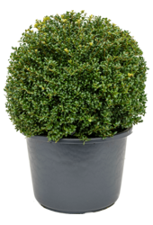 Ilex Crenata Convexa