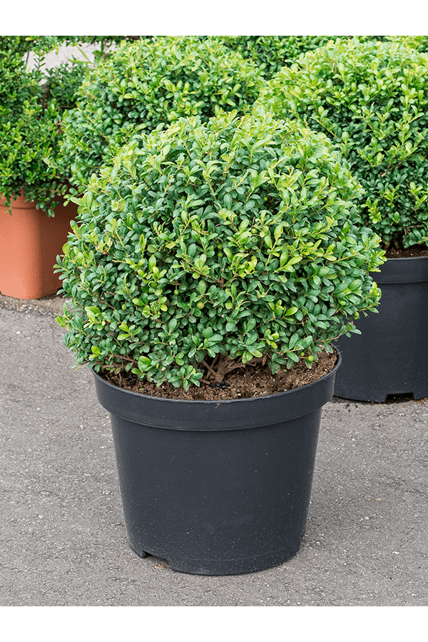 Ilex Crenata Convexa