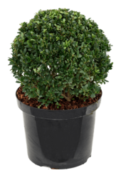 Ilex Crenata Vert foncé