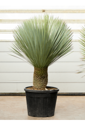 Yucca Rostrata (160-170)