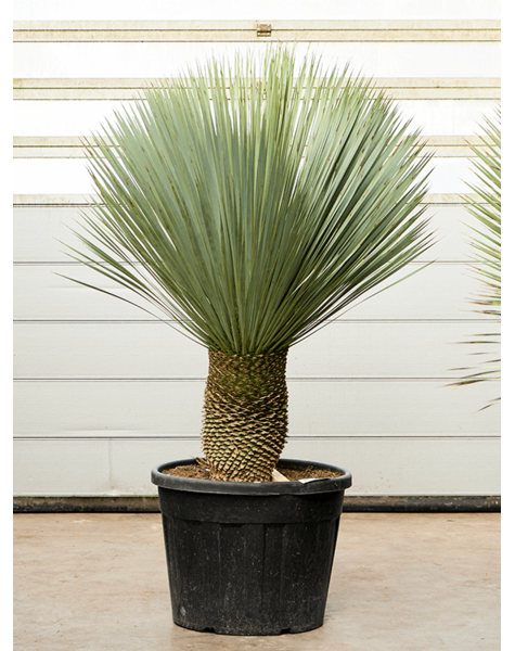 Yucca